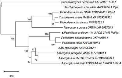 Phosducin-like protein PoPlp1 impacts cellulase and amylase expression and development in Penicillium oxalicum via the G protein–cAMP signaling pathway